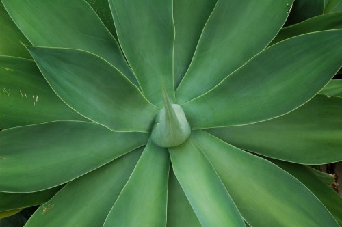 A bright green Agave